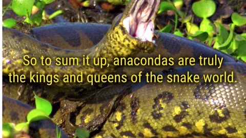 Anacondas - The Largest Snakes on Earth!