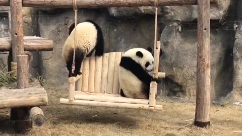 The giant panda