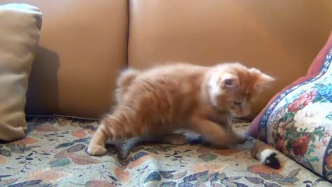 Little Kitten Playing His Toy Mouse