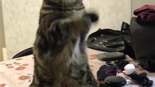 Cat Begs For Treats In Cutest Possible Way