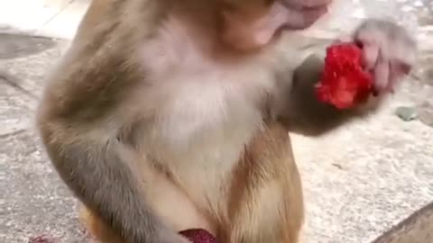 cute little monkey eating fruit