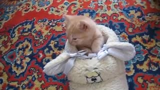 British shorthair kitten falling asleep