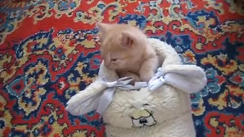 British shorthair kitten falling asleep