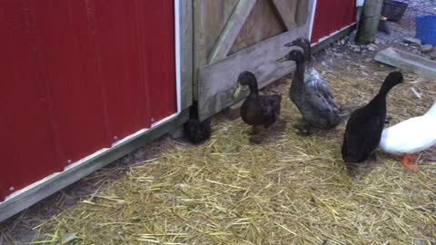 Hens go cluck. Ducks go quack.