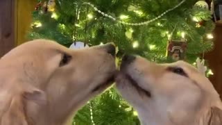 Doggies Share a Moment Under the Mistletoe