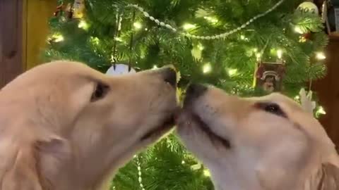 Doggies Share a Moment Under the Mistletoe