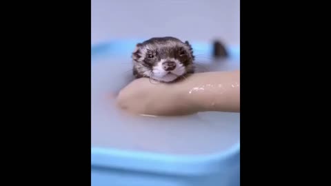 Cutest Animals Cute baby animals Videos Compilation