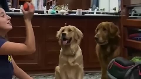 Hilarious Dog Mesmerized By Ball Trick! #Funny