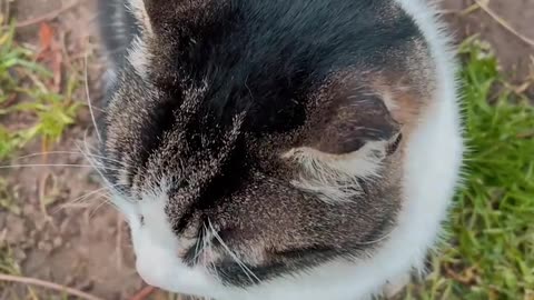 High Angle Shot of a Cat