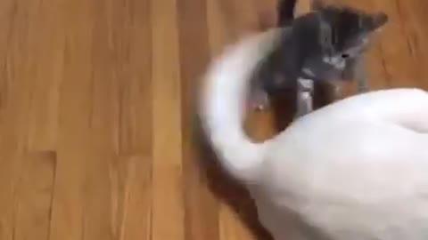 Kitten playing with a dog's tail
