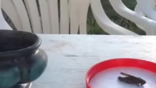 A magpie catches locust