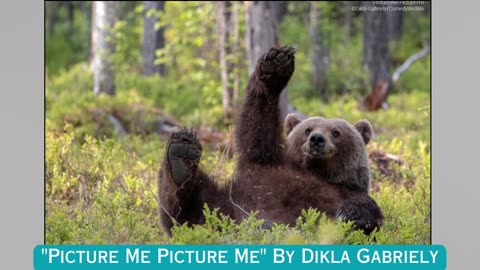 The Best Entries Into The Comedy Wildlife Photography 2023