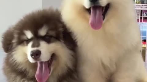 Too cute . Two cute dogs learning to call