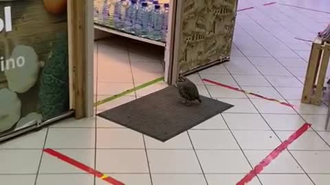 The bird came to the store for groceries or clothes