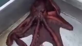 Octopus escape plan 😂👍👍