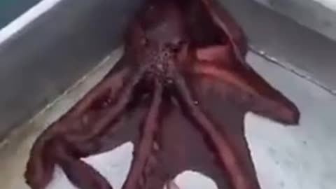 Octopus escape plan 😂👍👍
