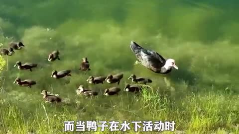 duck swimming