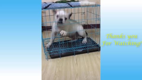 Cute Pets And Funniest Animals Compilation - Very Funny