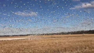 Goose Migration On The Farm