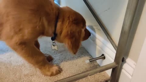 Puppy Adorably Discovers The Door Stopper, Hilarity Ensues