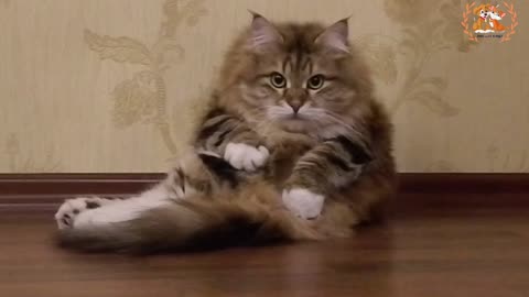 Cat Awkwardly Massages Self