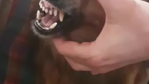 Funny dog vedeo amezing#funny dog