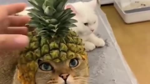 The funniest animals .🤣2024 Newfunny cats and dogs🐕🐈