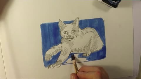 Cat-Blue Cat.