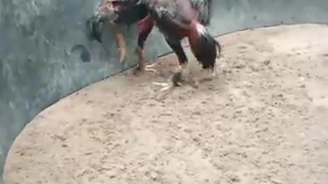 Vietnamese cockfighting