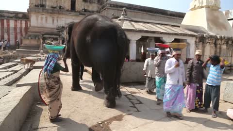 Temple elephant Lakshmi walks on the street in Hampi