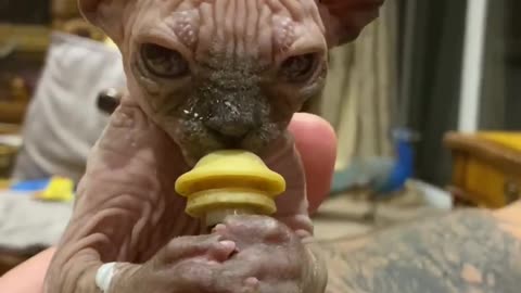 Sphynx Kitten Feeding Time Is Something You Don't Want To Miss