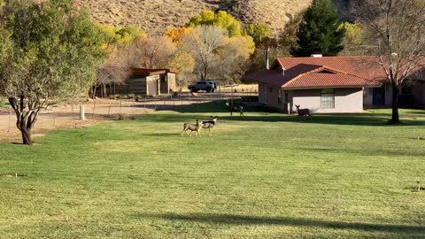 Deer at Zion national park