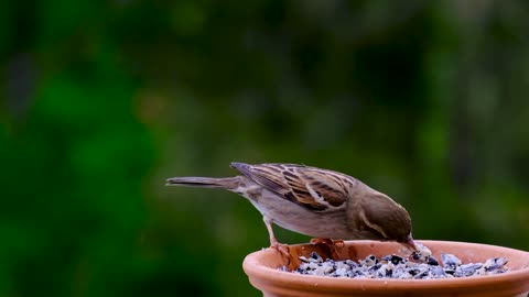 A bird eating from a plate
