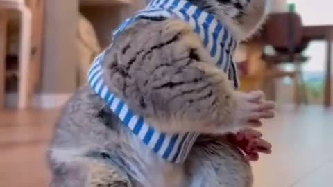 Best Funny Animal Videos of the year (2023), funniest animals ever. relax with cute animals video