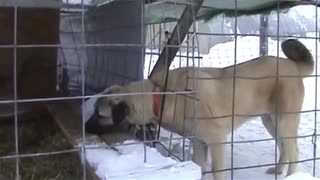 Aggressive Pup - Video 3 of 3