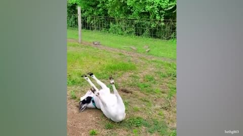 New Funny Animal Videos Of The Day 😂