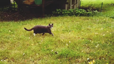 Purr-suit of Laughter: Funny Cat Action Running