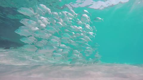 Under the sea are swarms of fish,