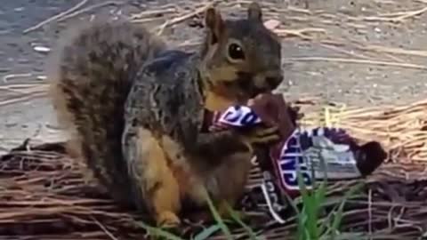Squirrel Eating Snickers