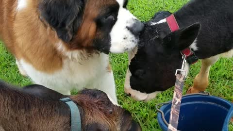 Compassionate dog insists on taking care of calves