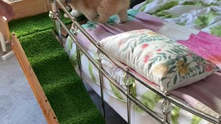 Dad Builds Ramp for Injured Doggy