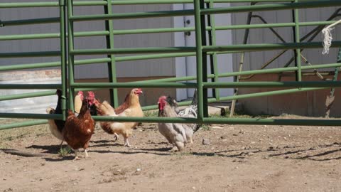 Chickens on a ranch