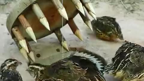 Create Amazing Bird Trap-Quail trap Video