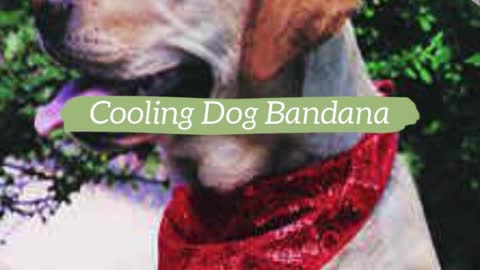 Dog Cooling Products