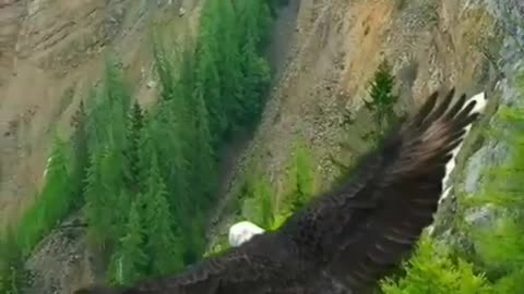 nature eagle