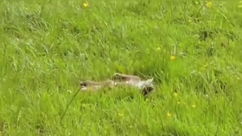 A stoat Vs Rabbit, And escape from the trouble