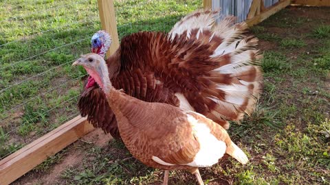 Turkeys: Buster, Agnes, and Winnie