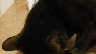 Unedited silly cat video