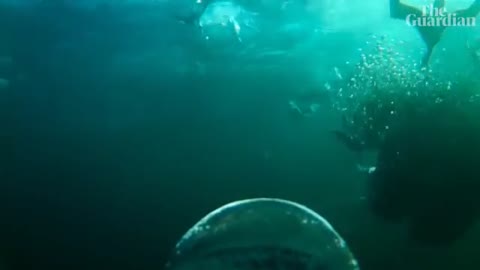 Penguin cam_ Gentoo penguins eat sardines in underwater footage