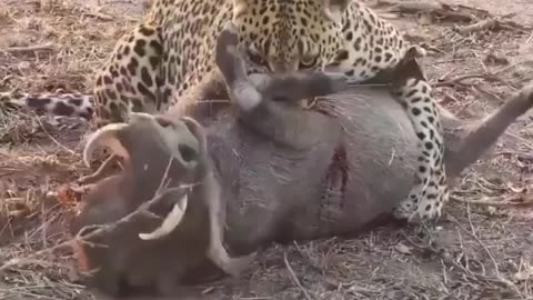 Leopard attack most video, most amazing moment in wildlife animal